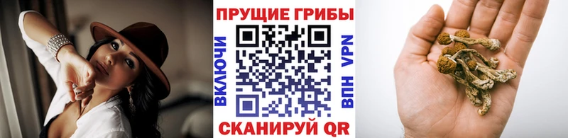 Псилоцибиновые грибы прущие грибы  Белая Холуница 